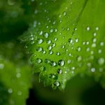water, drops, leaf, fresh, water drop, wet, macro, nature, environment, texture, liquid, rain, light, plant, photo synthesis, aperture, green, eco, shine, dew, spring, green water, green rain, green light, green texture, green lights, rain, photo synthesis, eco, eco, eco, eco, eco